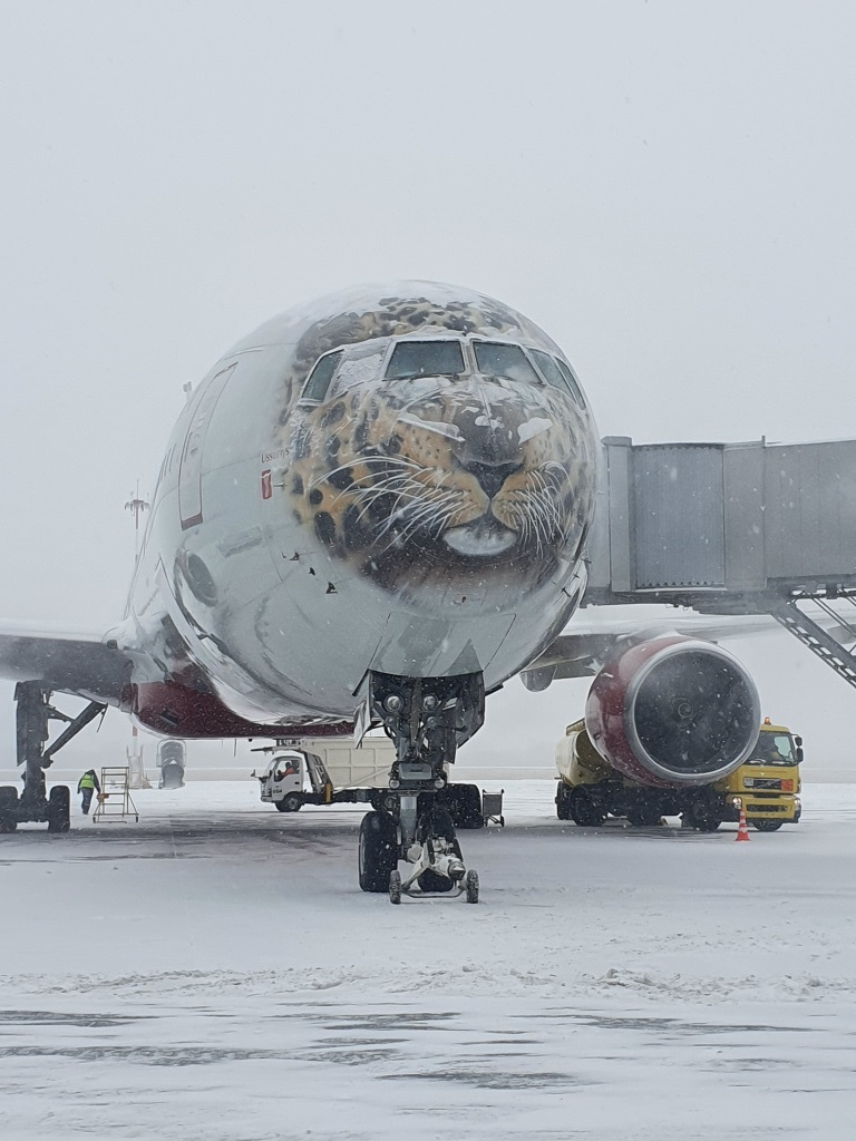 Из Международного аэропорта Владивосток травмированный леопард отправился на лечение в Москву