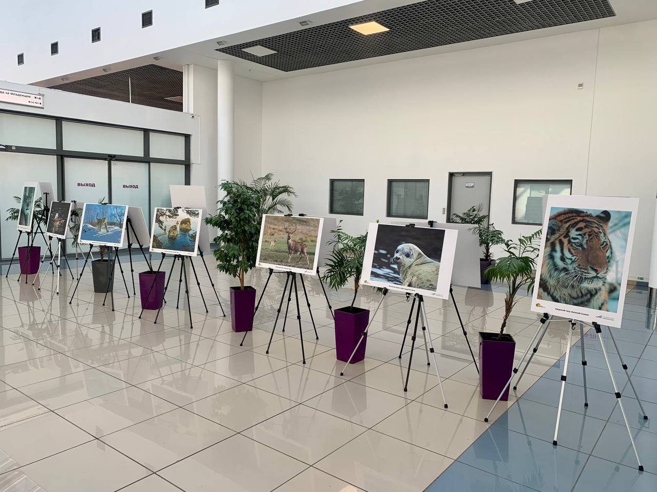«Пятнистая» фотовыставка открылась в аэропорту Владивостока