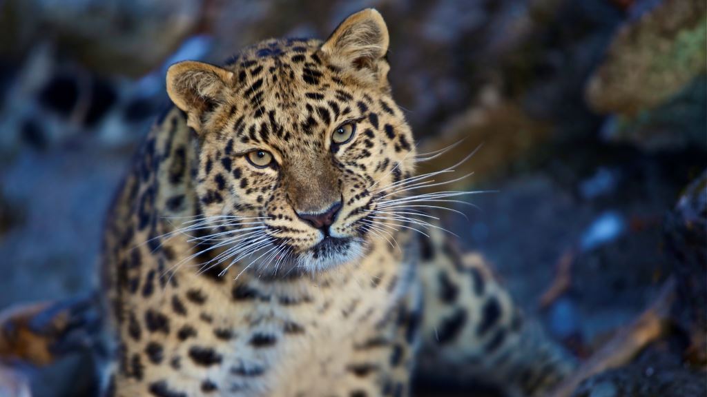 Аэропорт Владивосток стал благотворителем «Земли леопарда»